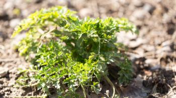 young parsley in the garden on the nature