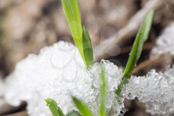 snow on the green grass in the spring. close-up