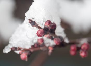 The buds of the tree close-up frozen in ice