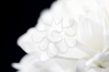beautiful white flower as a background. close-up