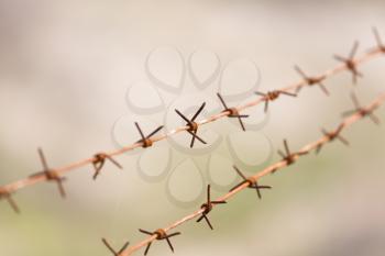 barbed wire on nature