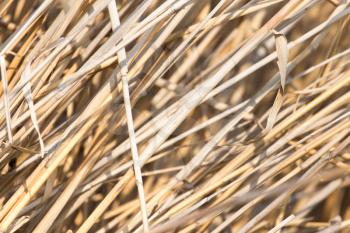 background of yellow reeds in nature