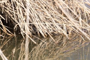 the roots of reeds in the water in nature