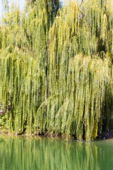 willow branches on the nature
