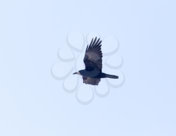 crows in the blue sky in flight