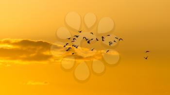 a flock of birds at dawn, the sun