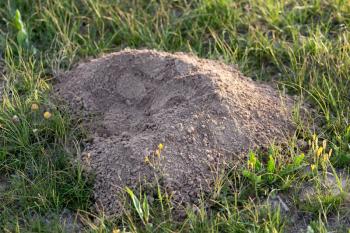 excavated soil mole nature