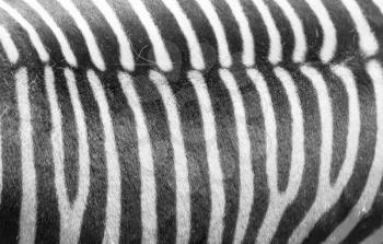 Detail of a black and white stripes on a zebra skin