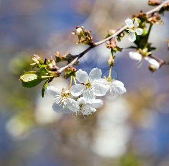 white flowers on the tree in nature