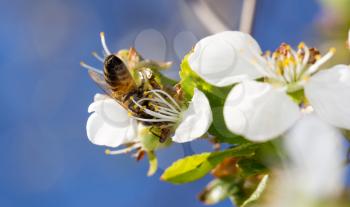 bee on a white flower on a tree
