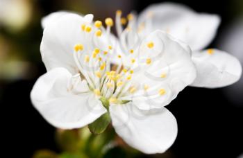 White cherry flowers on a black background