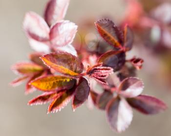 small red leaves spring from buds