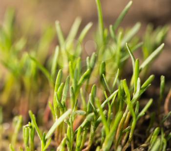 small grass sprout in soil in nature