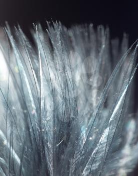 blue feather on a black background. close-up