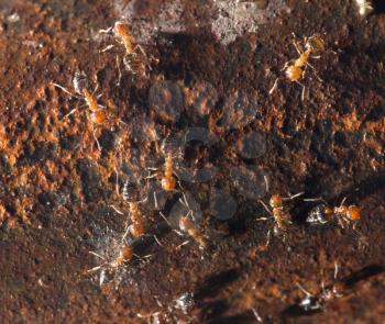 ants on rust. close-up