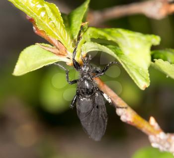 black fly on a tree. close-up