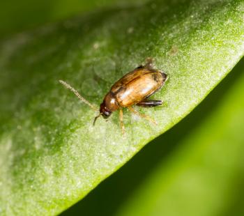 small beetle on a green leaf. close-up