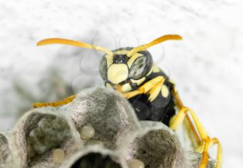 wasp on hives. close-up