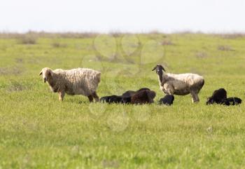 sheep in the pasture in nature
