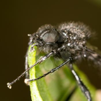 black fly on a green leaf. close-up