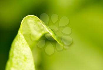 sorrel leaves. close-up
