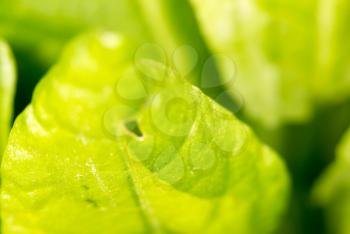 sorrel leaves. close-up