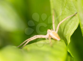 Spider on a green leaf. close-up