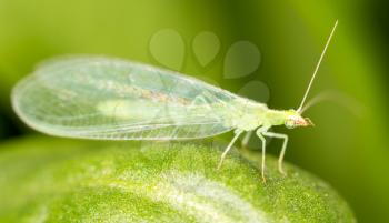 Green leaves taken lacewing flies, close-up images