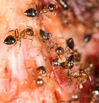 ants on the meat. close-up