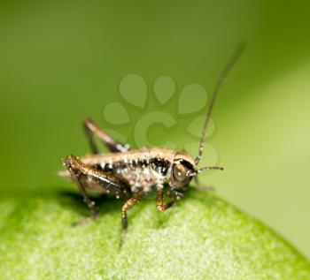 small grasshopper on a green leaf. close-up