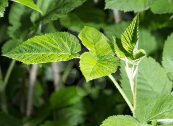 Beautiful branch with green leaves of raspberry