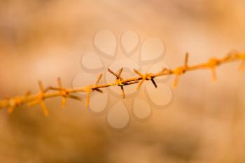 barbed wire on nature