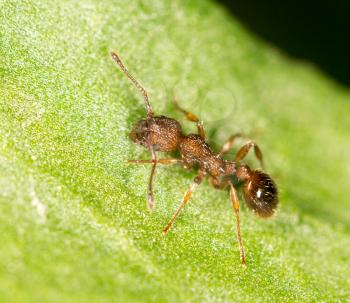 Ant on a green leaf. close