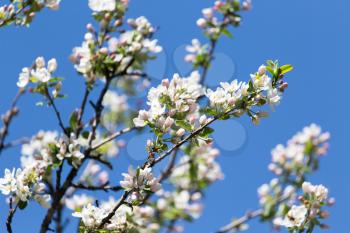 beautiful flowers on the branches of apple trees