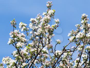 beautiful flowers on the branches of apple trees