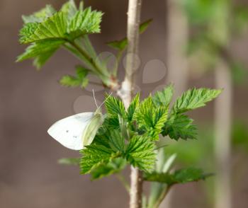 white butterfly on green leaf nature