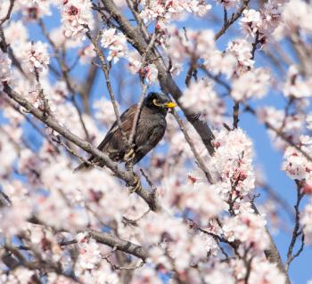 Starling on a tree with flowers