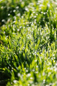 dew on the green grass in nature