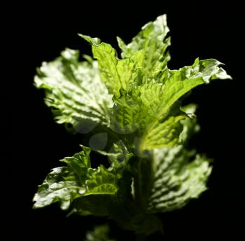 mint leaves on a black background. close
