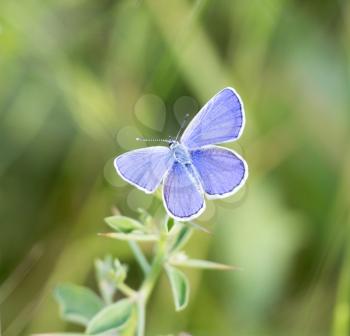 blue butterfly on grass in nature