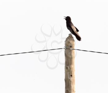 Raven on the pole
