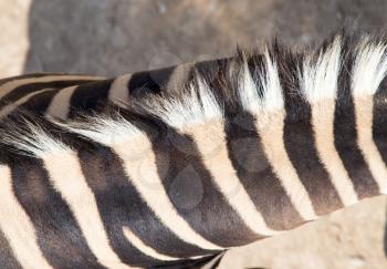 zebra ears