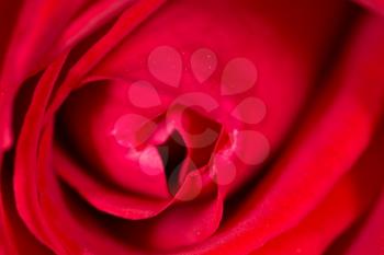 red rose as a background. close