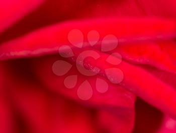 red rose as a background. close
