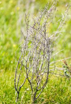 Dry prickly plant in nature
