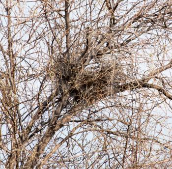nest on a tree