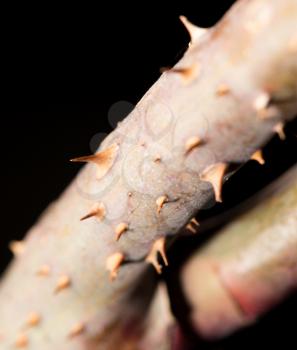 spines on the branch. close-up