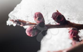 The buds of the tree close-up frozen in ice