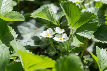 Strawberry flowers in nature