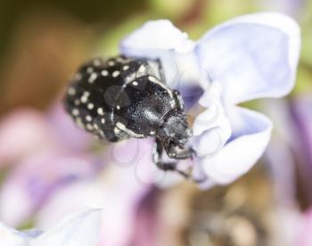 Beetle on a flower lilac. close